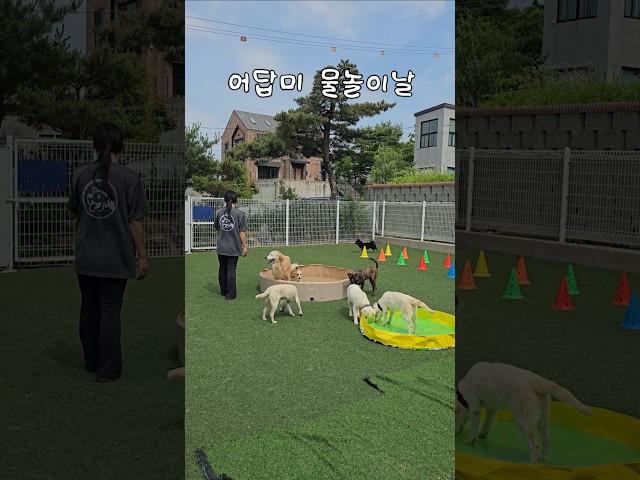 강아지들 물놀이 하는날