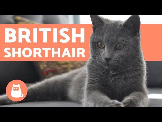 British Shorthair Cat - CHARACTERISTICS and CARE