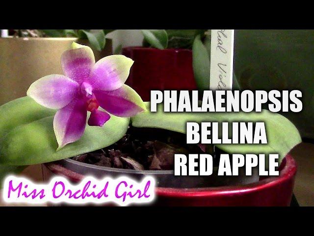 Phalaenopsis bellina 'Red Apple'