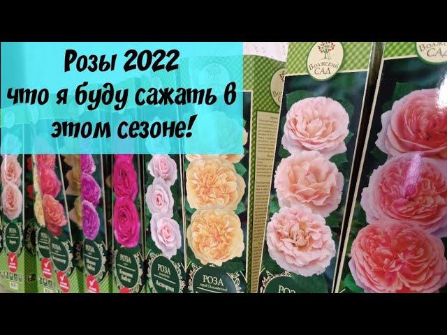 Розы 2022. Какие сорта я буду сажать в этом сезоне. Закупка с #ЦветиЧувашия от Волжский сад.