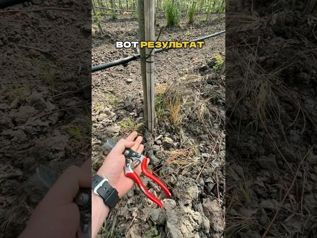 Прополол 8 га ЗА ДЕНЬ?! Спокойно! 