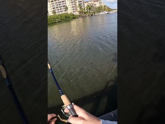 Black Drum Fishing