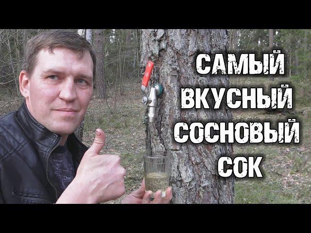 ВЫ ЭТОГО НЕ ЗНАЛИ! Самый вкусный сок в мире это СОСНОВЫЙ СОК.