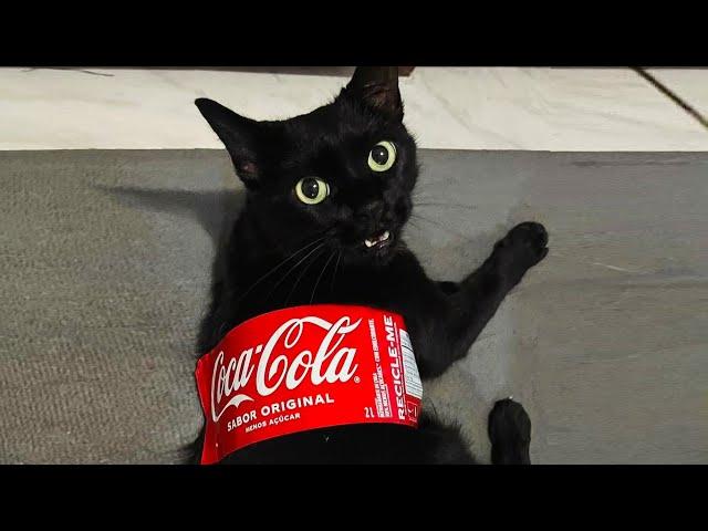 Funniest Cats Videos 2024 Funny Cat Videos − Funny Cats