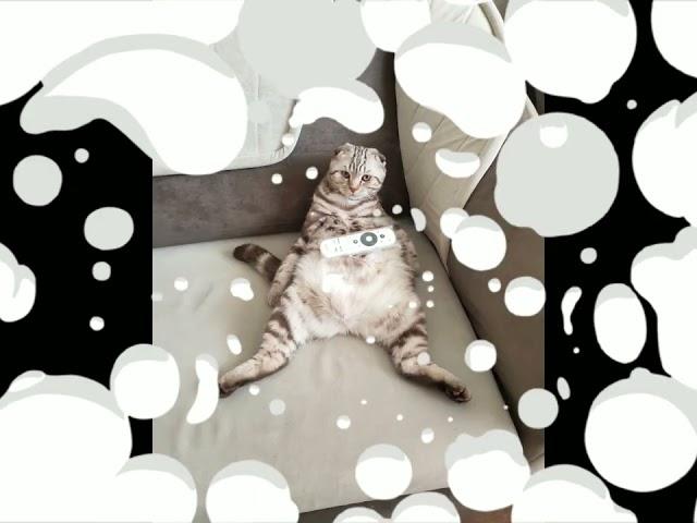 котик
