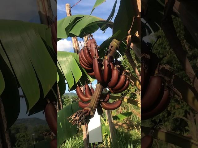 Wow Red banana #redbanana #banana #fruit #nature #viral #shorts #trending #plants #enjoy #reels