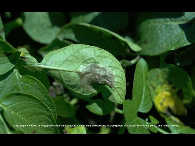 Control of Late Blight Disease of Potatoes and Tomatoes