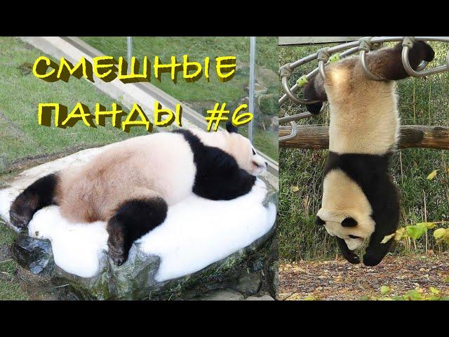 Смешные ПАНДЫ #6 / Лучшие приколы 2021 / Funny PANDA.