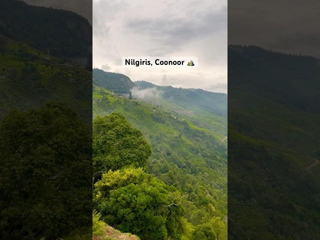 Nilgiris in Coonoor️ #ytshorts #shorts #short #shortvideo #youtubeshorts #shortsfeed #viral #yt