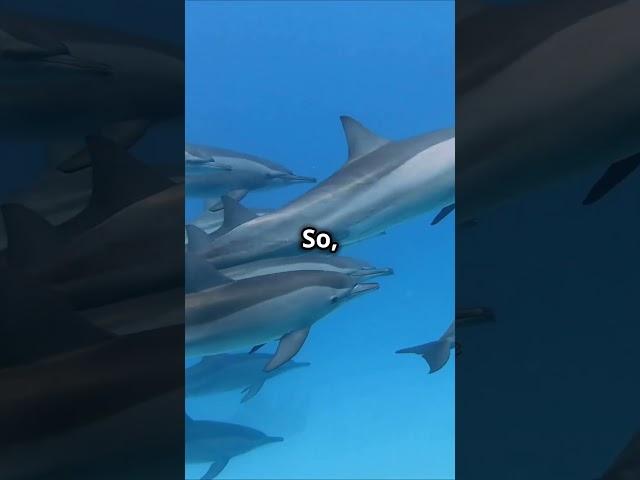 Dolphins Sleep with One Eye Open! 