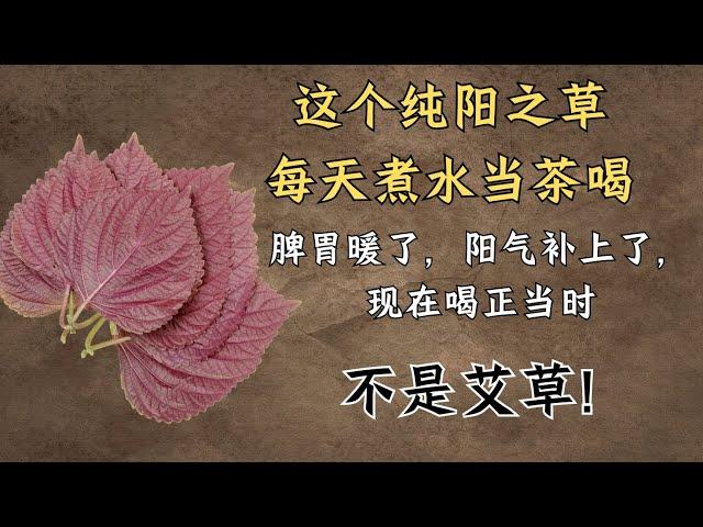 这个纯阳之草每天煮水当茶喝，脾胃暖了，阳气补上了，现在喝正当时 | 紫苏｜中医养生｜身体调理｜气血疏通｜经络养生｜针灸理疗｜【中医针灸理疗师Jimmy】