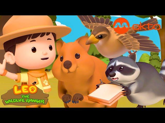 Rescue QUOKKA  Save RACCOON  Wildlife Adventure | Leo Compilation