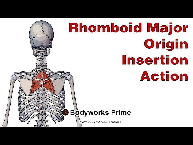 Rhomboid Major Anatomy: Origin, Insertion & Action