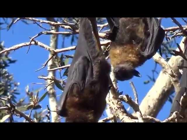 Grey-headed Flying-fox - [Pteropus poliocephalus] - Sydney