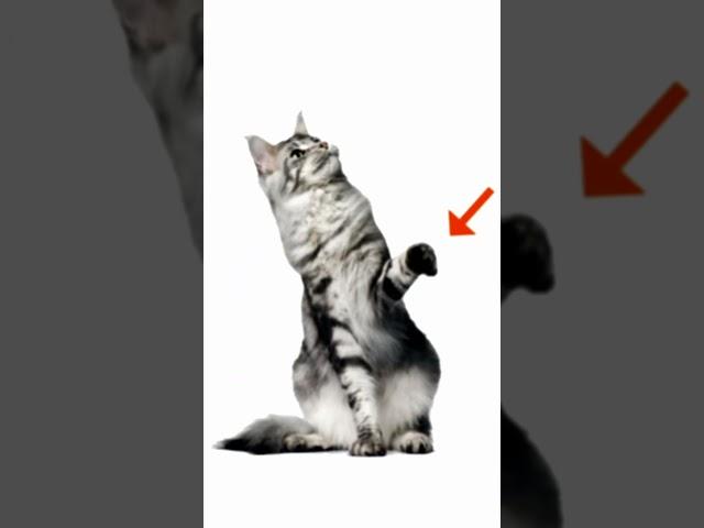 Did You Know Most Cats Are Ambidextrous? | Cats 101 | Animal Planet