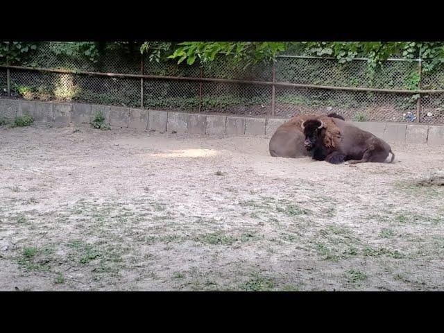 Toronto High Park | Zoo Animals, Nature Tour Ep. III [4K]