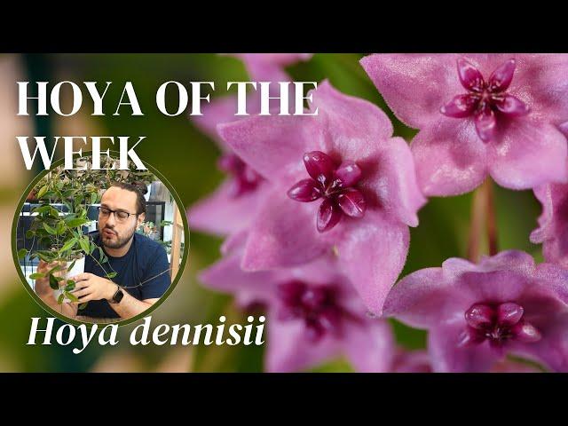 the flower of Hoya dennisii will knock your socks off! | Hoya of the Week