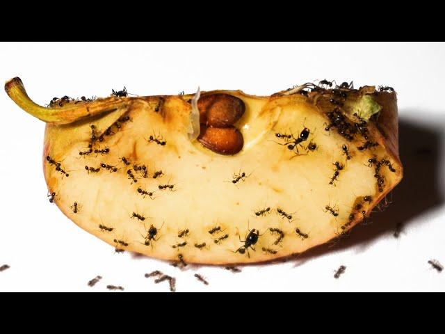 Ants Vs Apple Timelapse - Ants Eating Timelapse