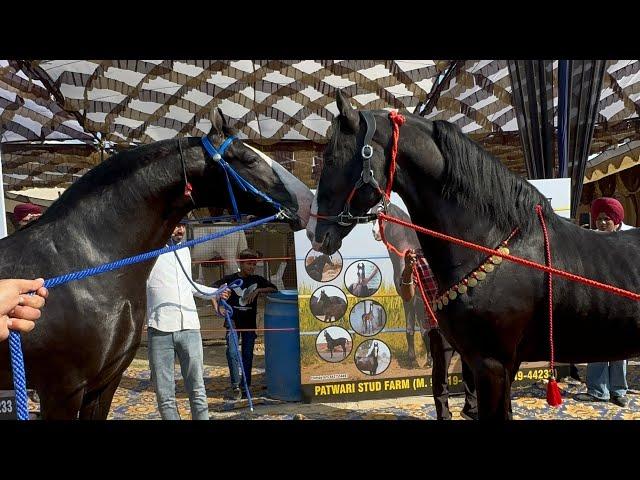 Amritsar Diwali Mandi Full Video 1 nov 2024