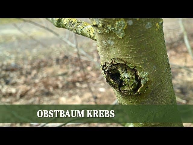 Obstbaumkrebs - Wie kann man befallene Bäume retten?