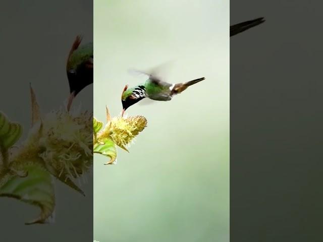 Hummingbirds Video | Se Hummingbird Flying Video#shorts#nature#ytshorts#birdslover
