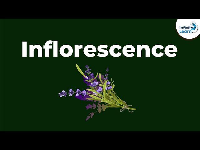 Types of Inflorescence | Morphology of Flowering Plants | Don't Memorise