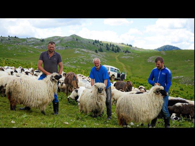 ŠIŠANJE OVACA NA PLANINI VLAŠIĆ