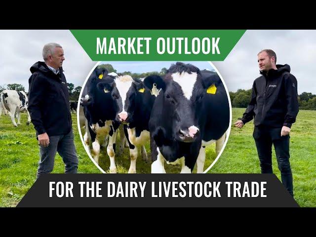 Market Outlook for The Dairy Livestock Trade