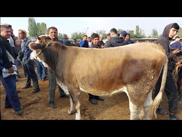 Tergachi mol bozori ģunajinlar VA sigirlar narhlari bilan tanishing 4.10.2024yil