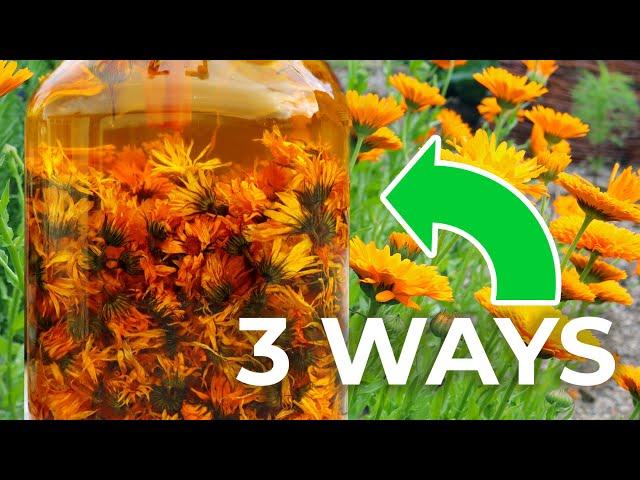 Three Ways to Make Calendula Oil (Easy, Quick, & POTENT)