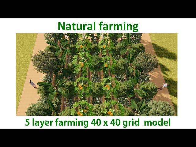 5 layer farming 40 x 40 grid, Natural farming, Zero budget Farming, Agroforestry || प्राकृतिक खेती