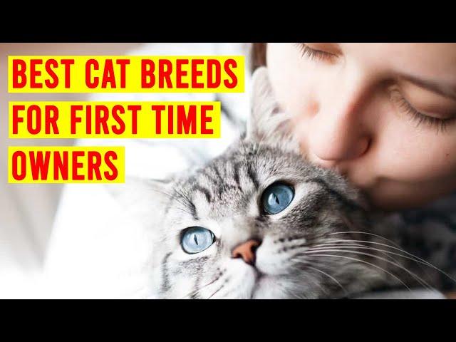 10 Best Cat Breeds For First Time Owners/Beginners/ All Cats