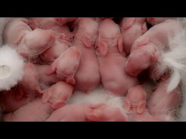 RABBIT FARMING IN KENYA
