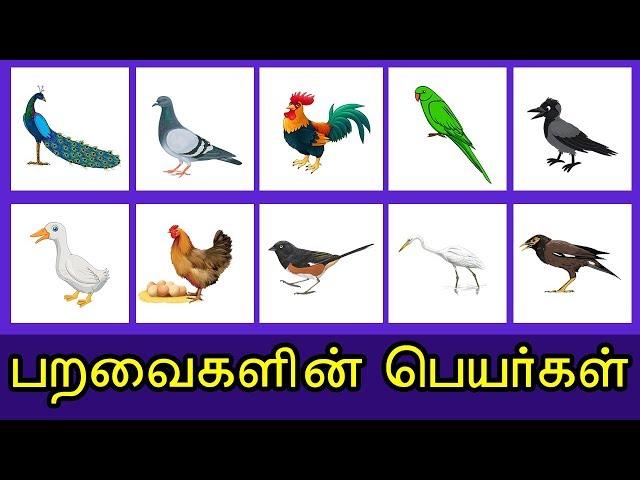 மனம் கவர்ந்த பறவைகளின் பெயர்கள் | tamil Birds train travel with name - KidsTv Sirukathaigal