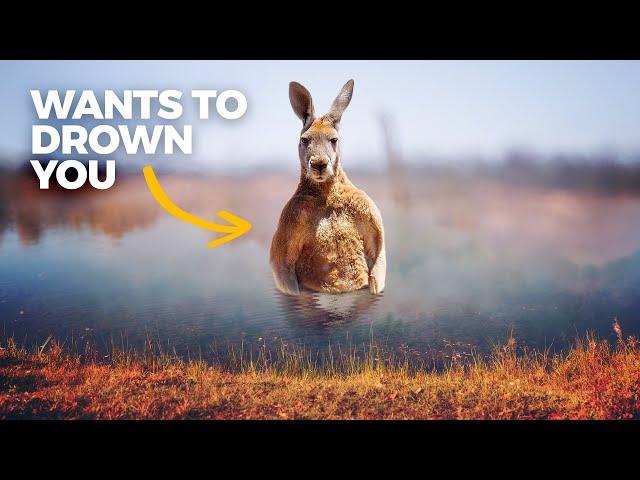 The Insane Biology of: Kangaroos