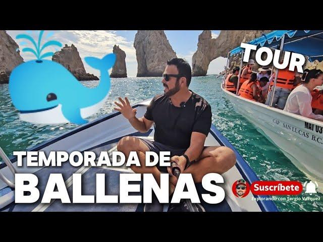 LLEGARON LAS  BALLENAS   Avistamiento en CABO SAN LUCAS  EL TOUR MAS COMPLETO