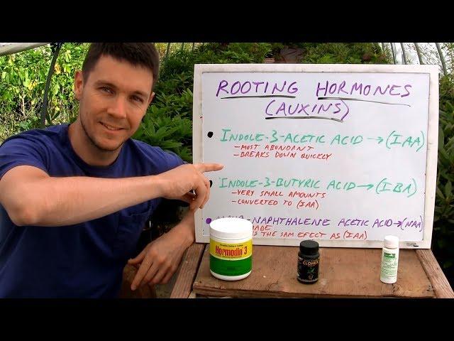 BEST Rooting Hormones for Plant Cuttings in the Backyard Garden | Organic and Commercial Hormone