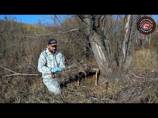 Барсук | Отлов в ловчий короб | Bridger#330 & Приманка "Тако"