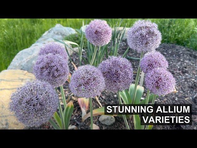 4 Gorgeous Allium Varieties We Grew From Bulbs 