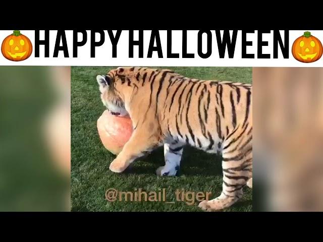 Happy Halloween!!!! TIGER VS PUMPKIN