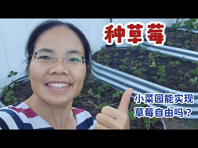 兔妈小菜园种草莓，搭床放肥填土，种了满满一片，今年要实现草莓自由了吧！