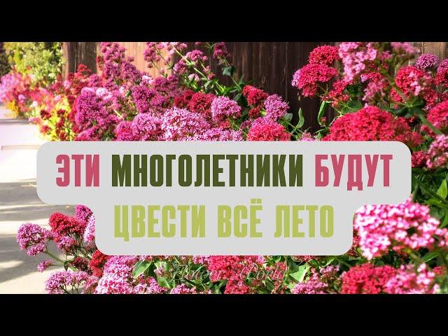 Эти многолетники будут цвести всё лето