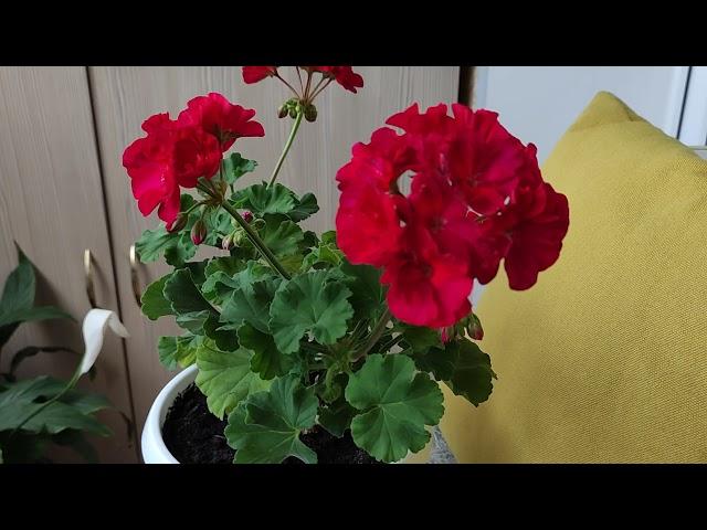 Пеларгония с которой началась моя любовь