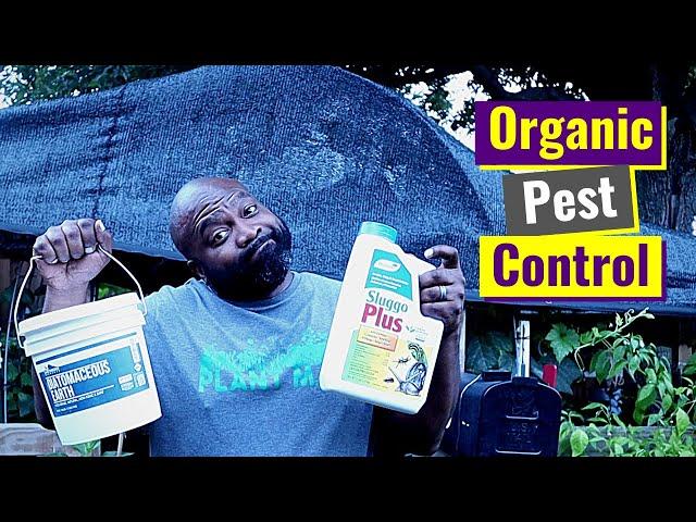 Organic Pest Control | Pill Bugs