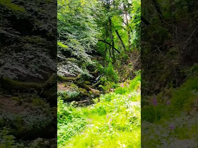  The Magic of Ireland's Forests – Nature at Its Finest! 