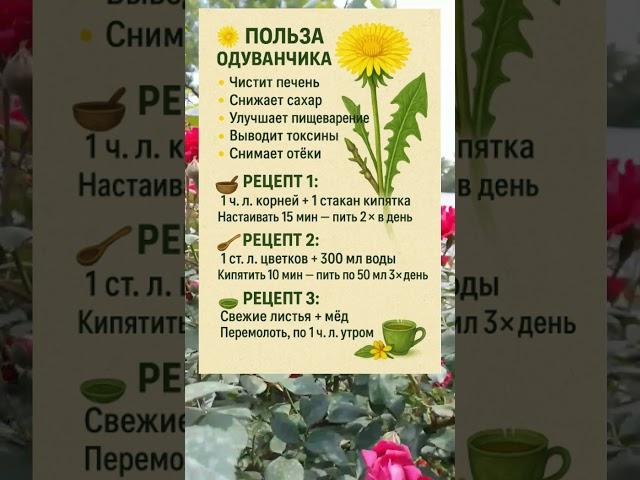  ПОЛЬЗА ОДУВАНЧИКА — ЛЕЧИТ БЕЗ ХИМИИ!