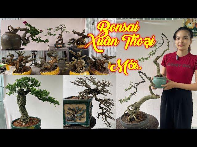 XUÂN THOẠI | #0989237176 | VƯỜN MỚI CÂY ĐẸP GIÁ DỄ CHƠI HOÀNG DƯƠNG, GIẤY, SAM TRÁI, DA NHẬT, KHẾ..