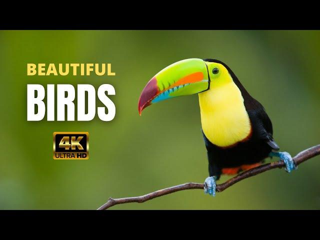 Beautiful Birds | 4K | Ultra HD