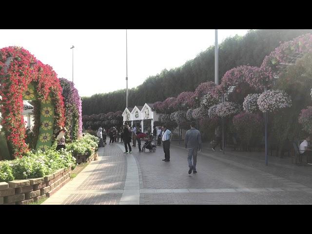 Miracle Garden in Dubai / Сад Чудес в Дубаи