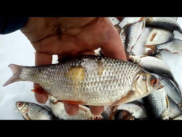 FISHPARTY